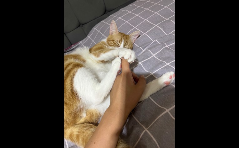 İşimden dolayı eve çok az  uğruyorum kedimin bakımına yardım edebilirsekiranın tamamını ödeyebilirim, Nilüfer (Merkez İlçe) — fotoğraf 1/1